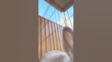 #bunny hitting the camera #transition #shortsfeed