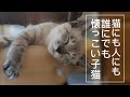 【子猫】超積極的な子猫がやってきた！（２日目）第2話