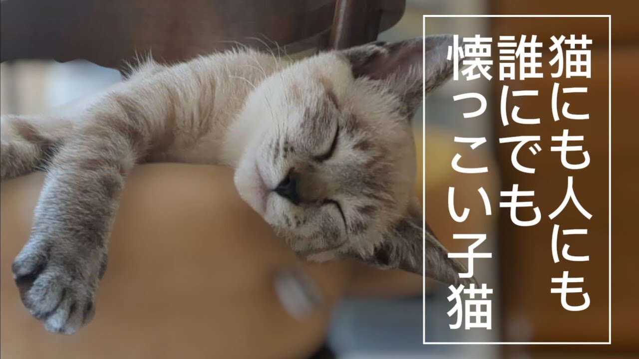 yama@猫飼っています 修理、連絡ページ yama@猫飼っています 様 専用