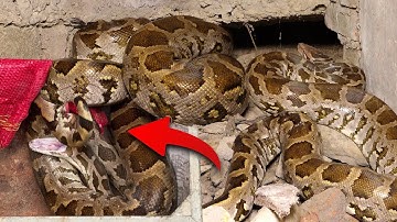 इस अजगर सांप को घर से रेस्क्यू करने में मची अफ़रा तफ़री फिर क्या हुआ! 😨 Indian Rock python rescue 