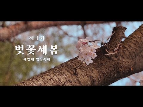 벚꽃ː세봄ː세명대에도 청춘이 찾아왔나봄