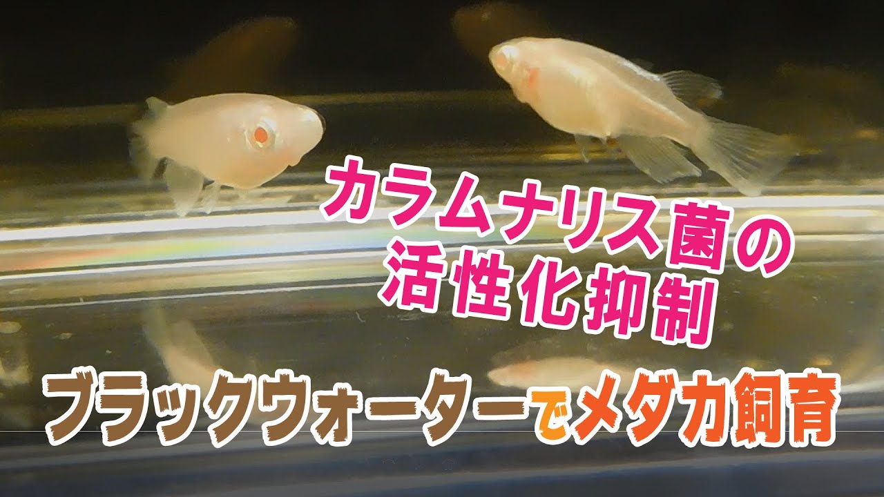 メダカの病気 尾びれが細い たたむ 症状の塩浴治療と尾ぐされ病 Youtube