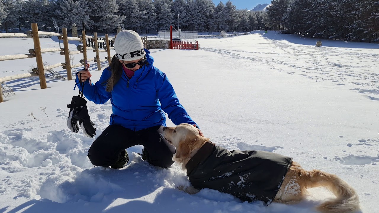 Visita a la nieve - Puerto de la Morcuera, Madrid