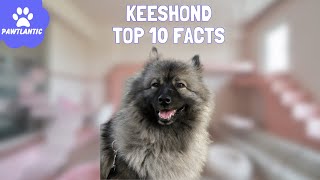 Keeshond  Top 10 Fascinating Facts