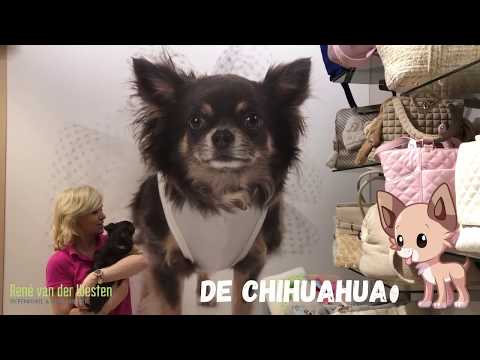 Video: Hoe Om 'n Chihuahua Te Noem