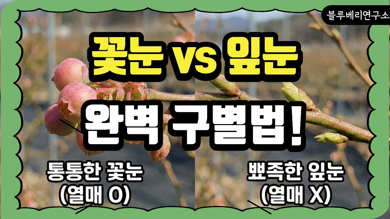 블루베리 전정의 핵심, 꽃눈과 잎눈 1초 만에 구별하는 방법!!