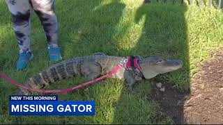 Wally, the emotional support alligator, missing after vacation with owner in Georgia