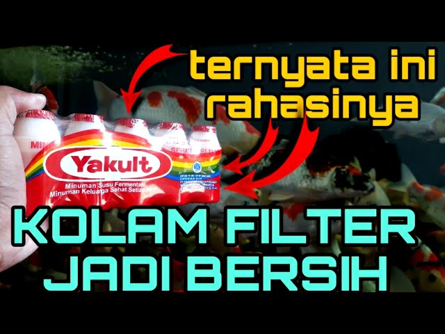 Cara menghilangkan busa pada kolam filter ikan koi |Amankah yakult untuk ikan koi? |INDRA KOI BLITAR class=