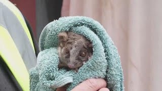 Australian wildfires force animals out ...