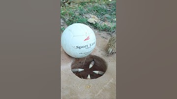 Create Amazing Trap Technique - Quail Trap #Underground bird trap #shorts