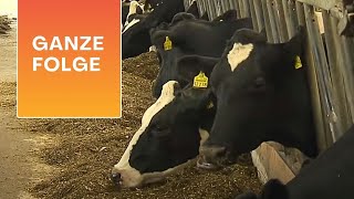 Zwischen Kuhstall und OP - Hinter den Kulissen der tierärztlichen Hochschule // GANZE FOLGE