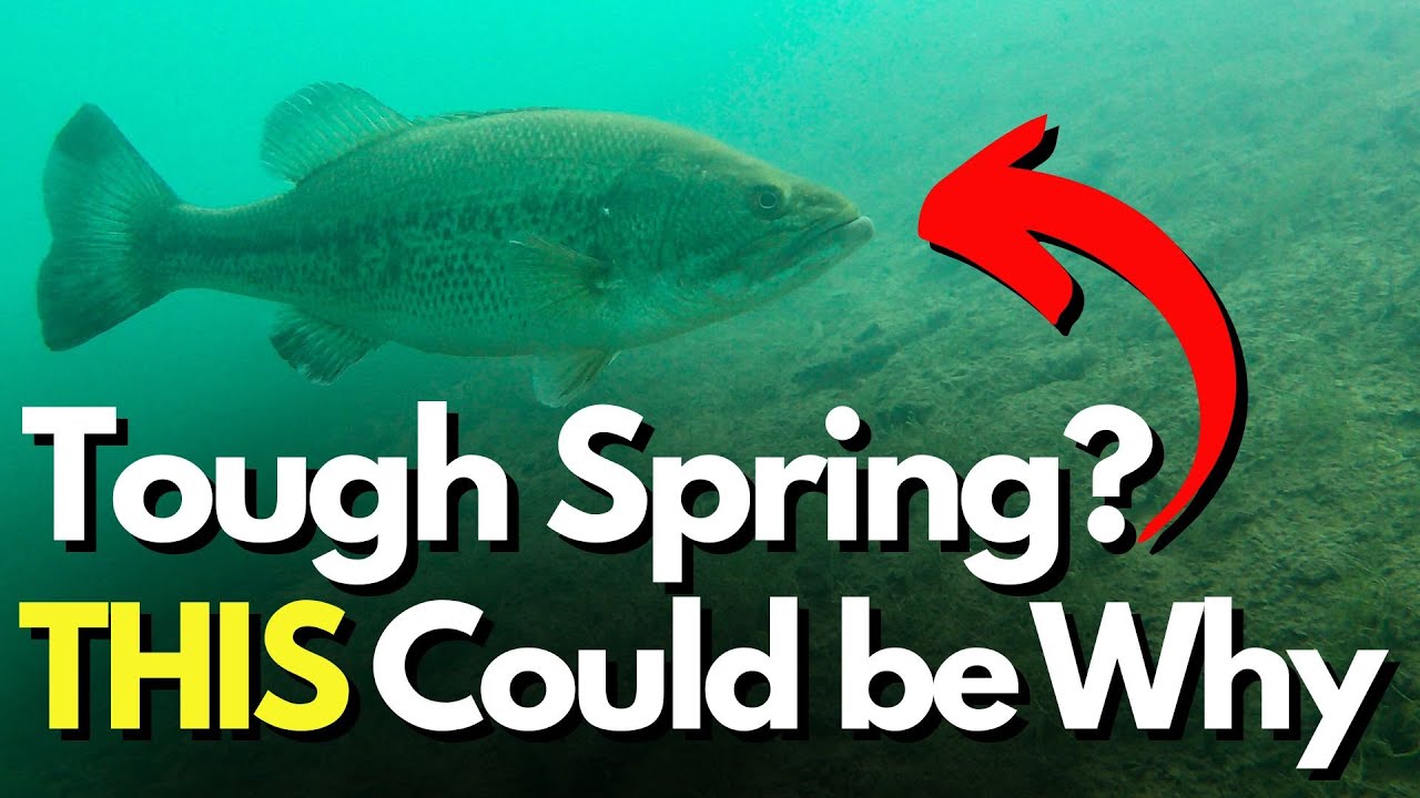 KEY Factor Often Overlooked When Spring Bass Fishing