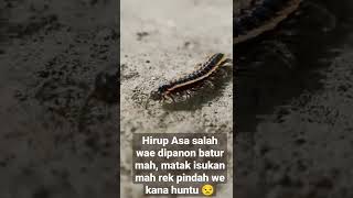 Story Wa sunda ngakak |salah wae #shorts