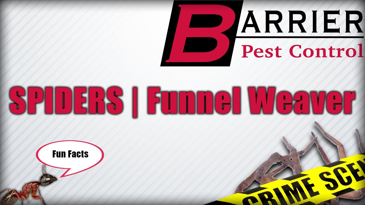 SPIDERS | Funnel Weaver Spiders | BARRIER PEST CONTROL