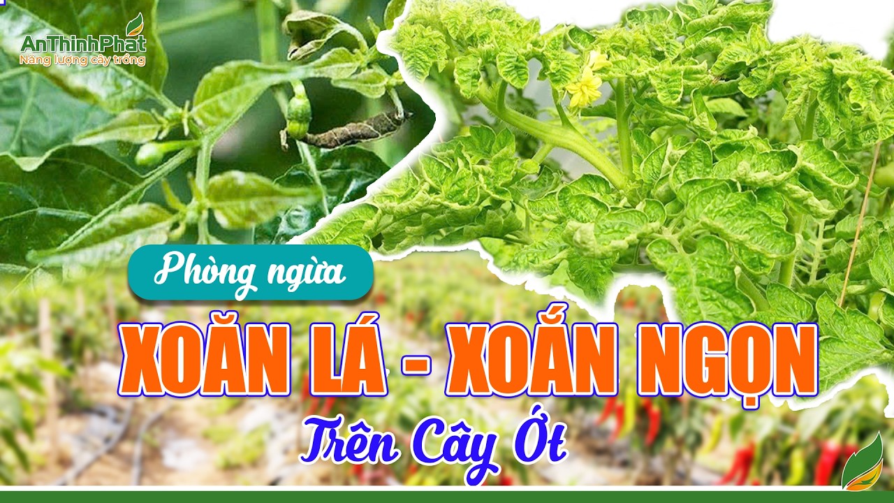 Phòng Ngừa Xoăn Lá - Xoắn Ngọn Trên Cây Ớt | An Thịnh Phát