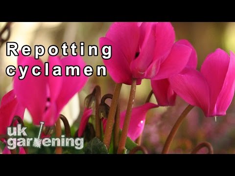 Repotting a cyclamen