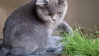 Blue British cat adores grass