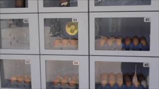 Welcome To The Egg Machine