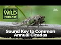 Voice of the Wild: Cicada Identification Quiz