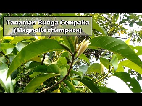 Tanaman Bunga  Cempaka  champak flower Magnolia champaca 