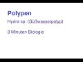 Quiz über Hydra und Polypen
