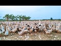 Amazing duck farm  process of producing ducks for eggs and meat