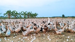 Amazing Duck Farm - Process of Producing Ducks For Eggs and Meat.