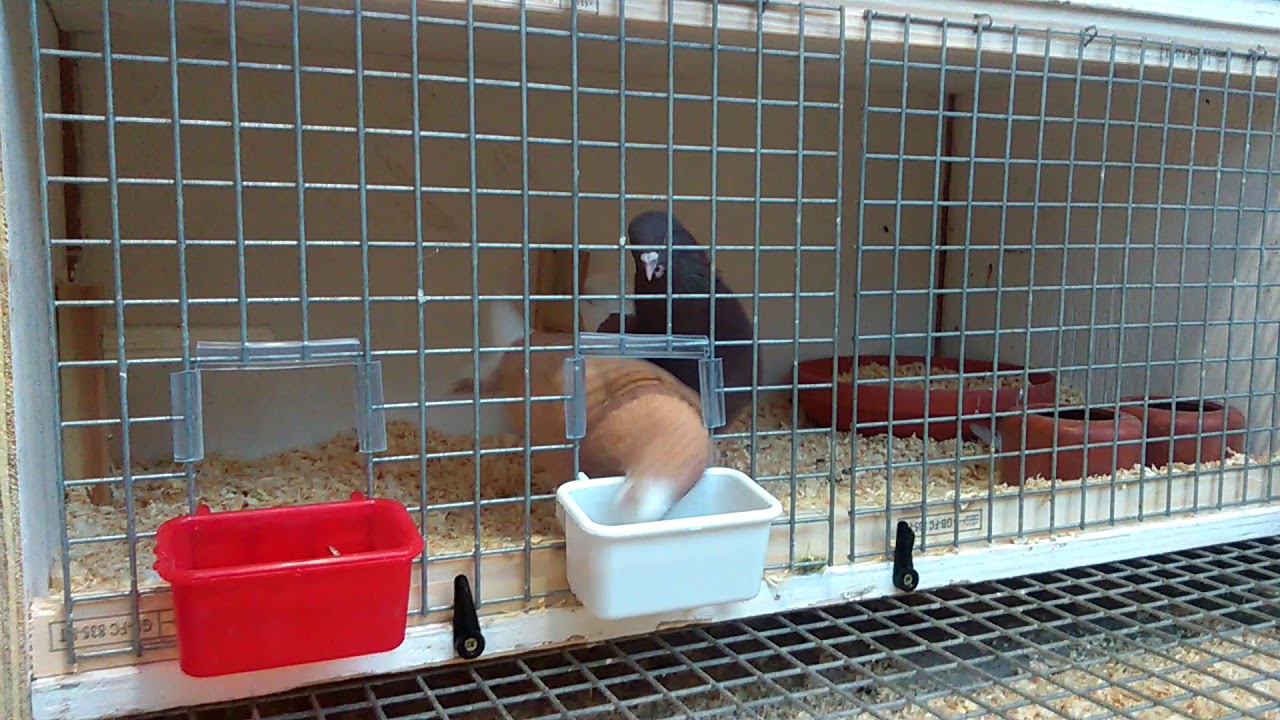 Birmingham rollers YouTube