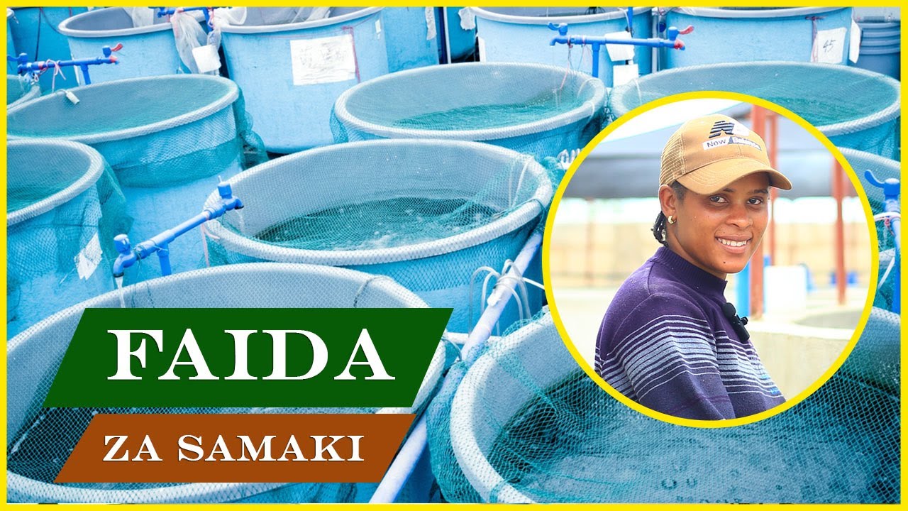 ILI UPATE FAIDA YA UFUGAJI WA SAMAKI FUGA KWA MFUMO HUU #mifugo #ufugaji #mifugotz