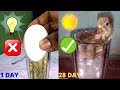 Glass incubator Hatching Result 100%/Incubator for duck eggs|| Sunlight hatching Without Bulb