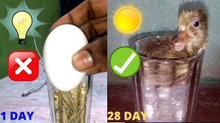Glass incubator Hatching Result 100%\/Incubator for duck eggs|| Sunlight hatching Without Bulb