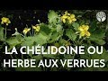 La chlidoine ou herbe aux verrues