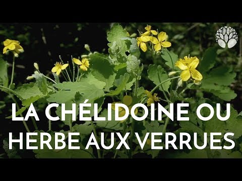 Vidéo: Chélidoine
