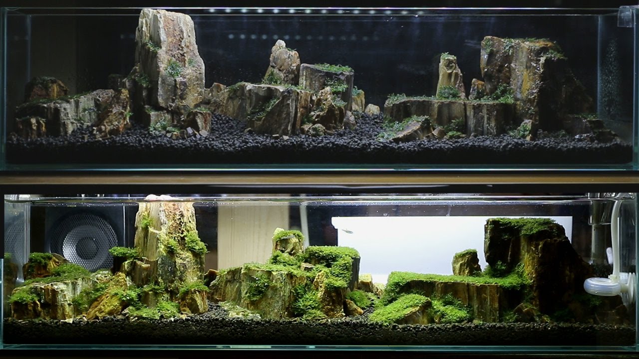 水槽用岩とモスのレイアウト 水槽用岩とモスのレイアウト - メルカリ