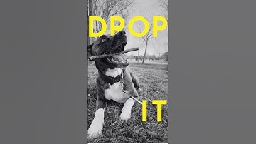 Teaching your dog the 