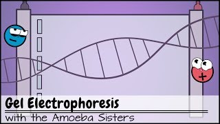 Gel Electrophoresis