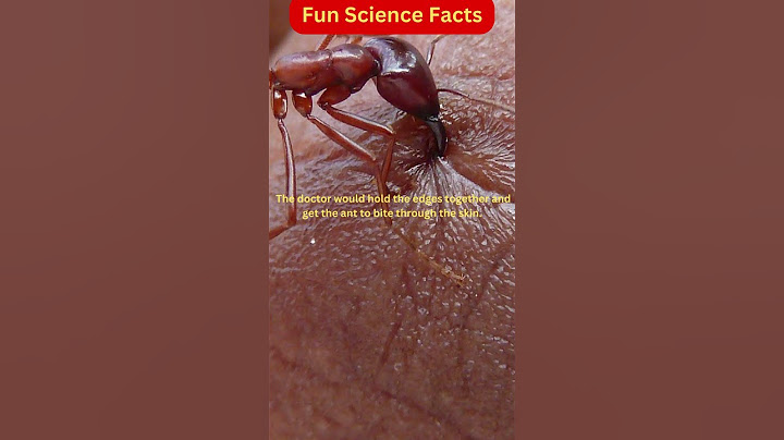 Ants that stich the wound | Fun Science Facts #shorts