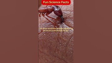 Ants that stich the wound | Fun Science Facts #shorts