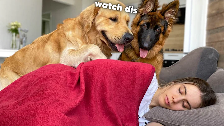 This Is What My Dogs Do When I Try To Sleep - DayDayNews