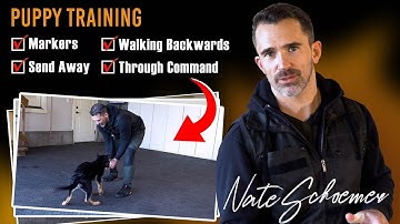 From Backwards Walking to the Send Away Command: A Game-Changer in Dog Training