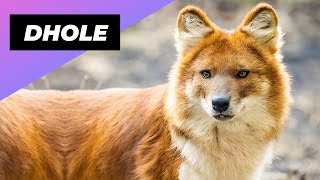 Dhole 🦊 One Of The Wild Dogs You Didn't Know Existed