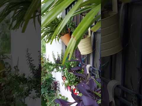 Video: Vnitřní květináče na květináče: Vypěstování květináče s oknem uvnitř