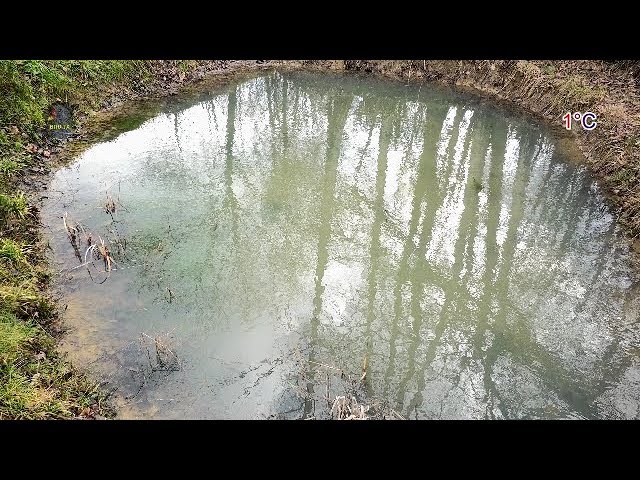 Le chant très doux du mâle de la grenouille rousse au moment des amours -  Lartigau - Milhas - 31 