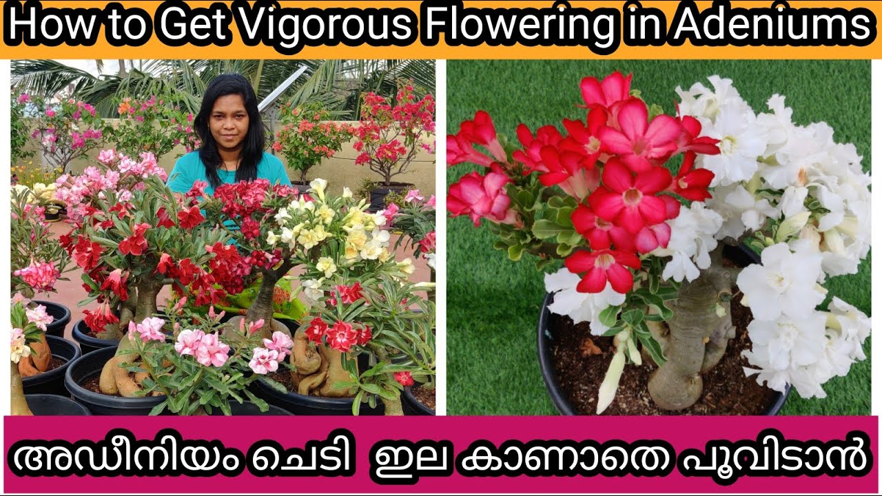 7 Secret Tips for 500 more Flowering in Adeniums അഡീനിയം ചെടി