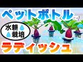 たった20日で収穫｜ペットボトル水耕栽培でラディッシュを育ててみた