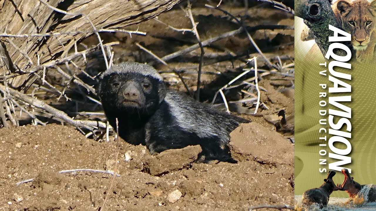 Honey Badgers searching for grubs on the African Savannah  | HD Stock Footage
