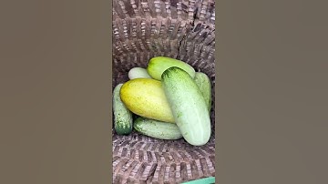 Lên Núi Hái Dưa Chuột – Món Dưa Chuột Luộc Chấm Mắm Thịt Dân Dã | Cuộc sống miền núi #shorts