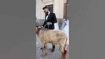 العرس كبش 