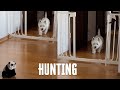 Westie hunting  dog vs panda