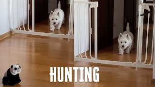 Westie Hunting  Dog vs Panda